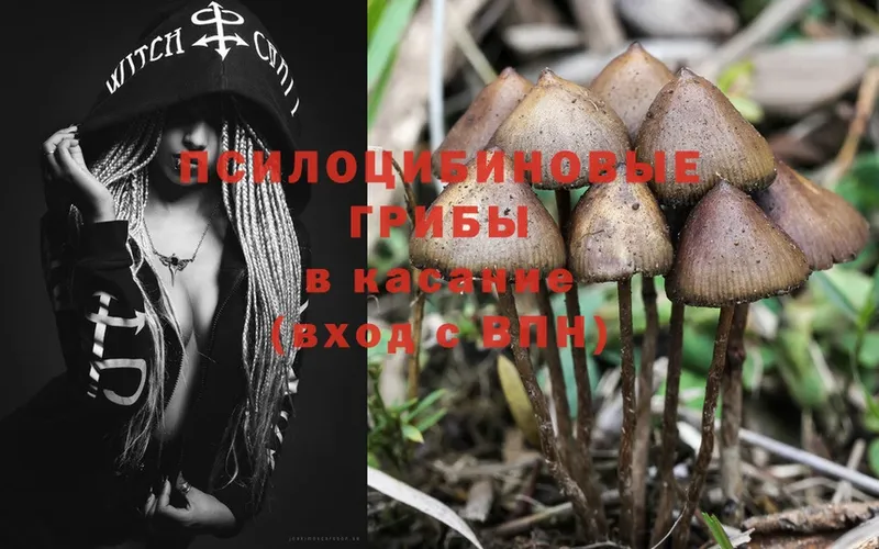 Галлюциногенные грибы Psilocybine cubensis  OMG ONION  Кропоткин 